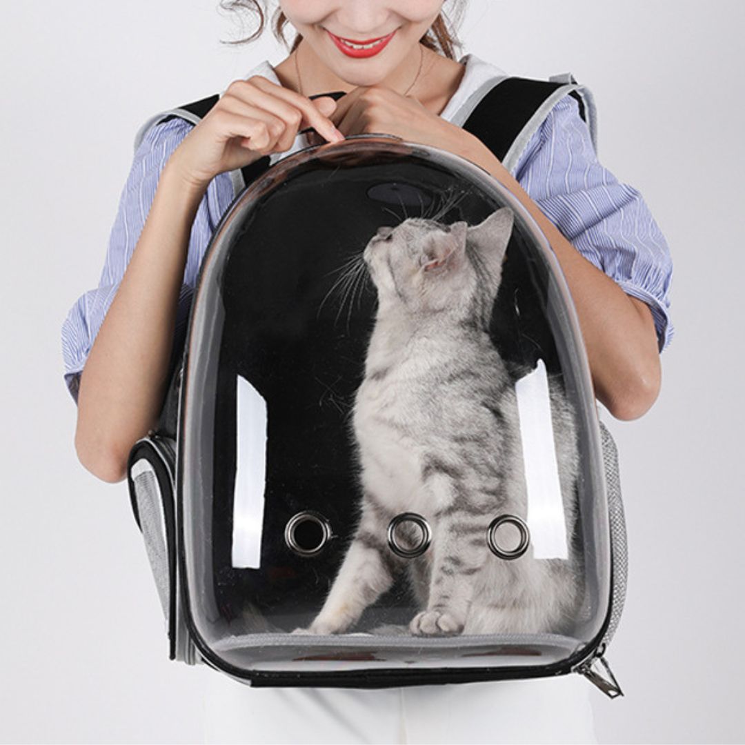 sac-a-dos-chat-chaton
