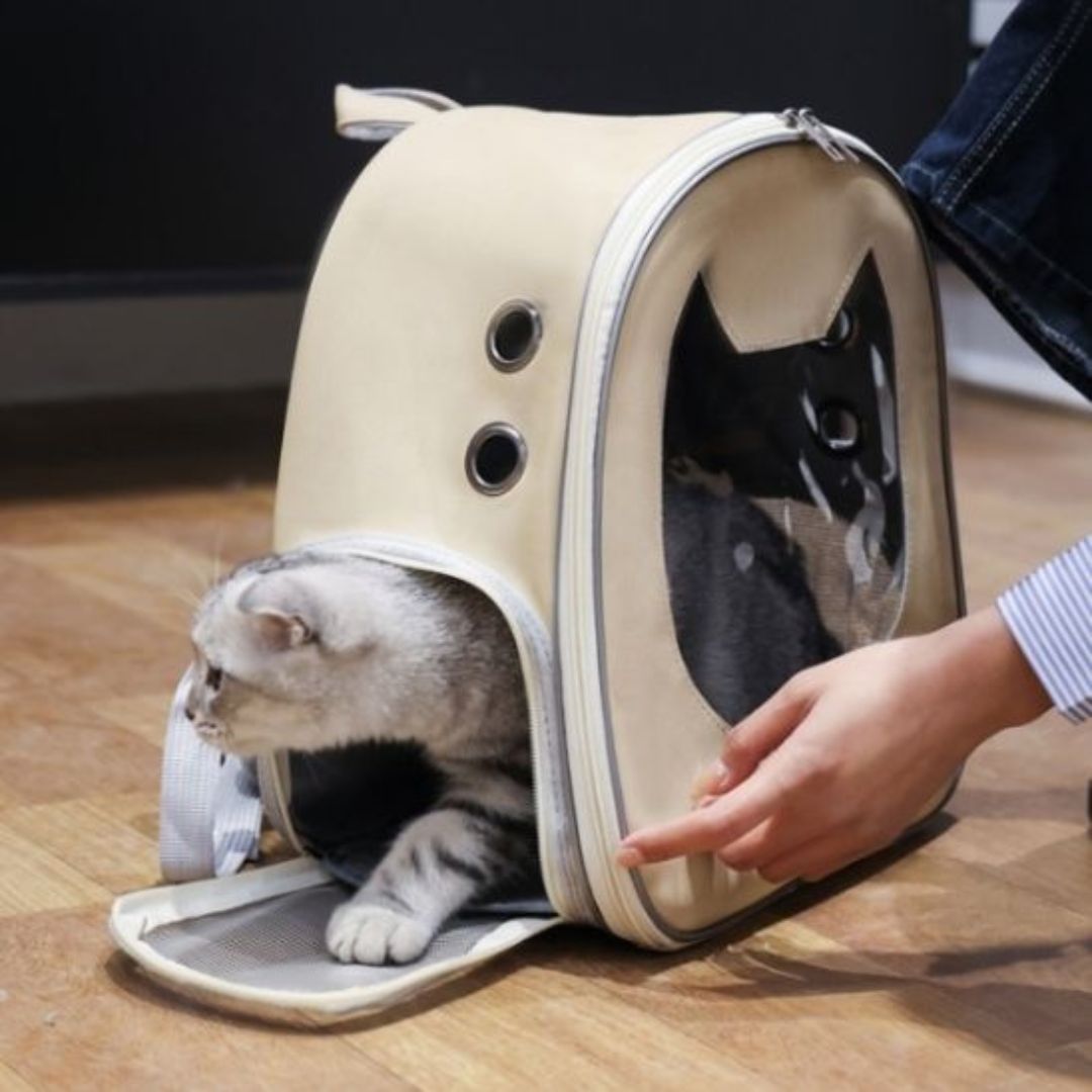 sac-de-transport-pour-chat-sortie