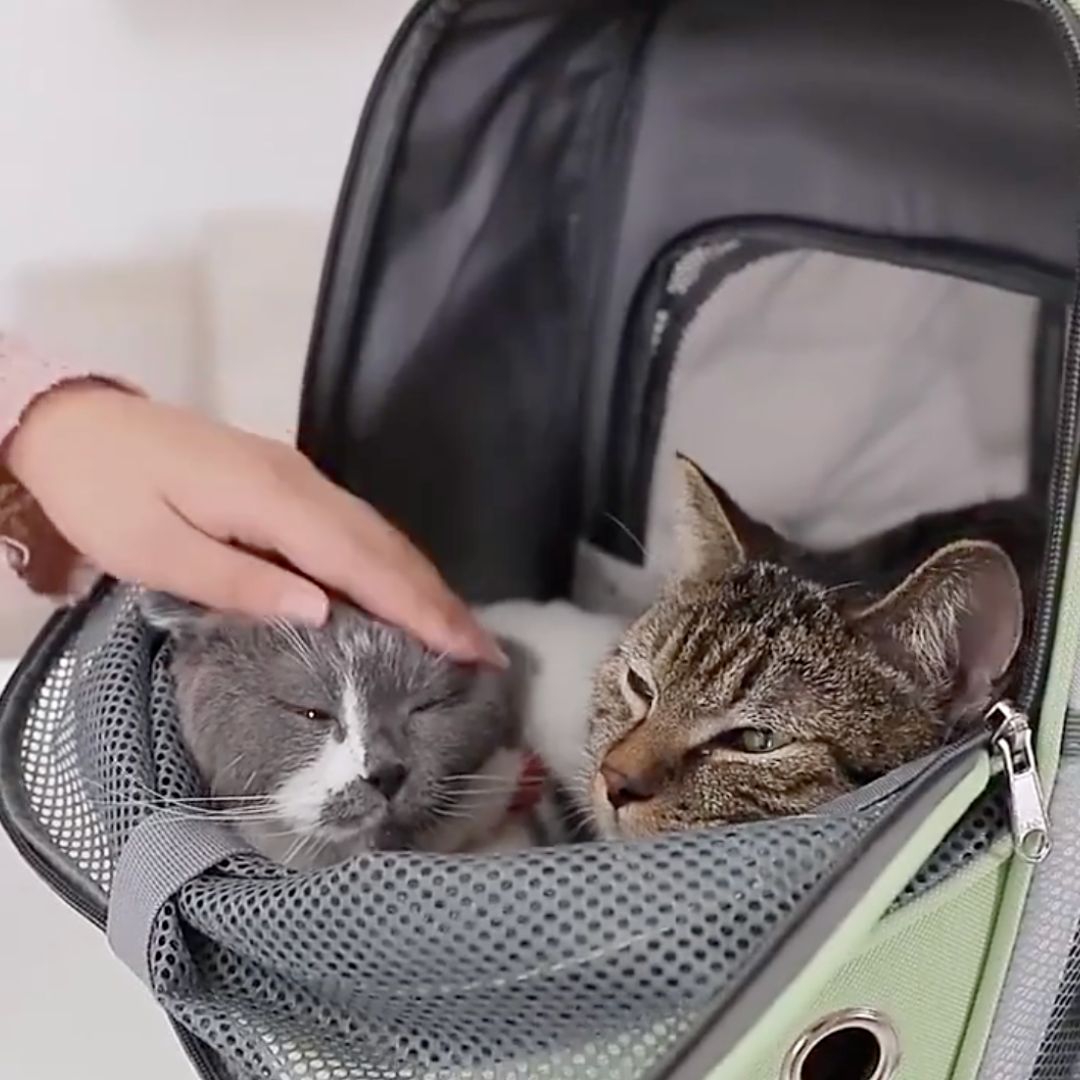 sac-transport-chat-plusieurs